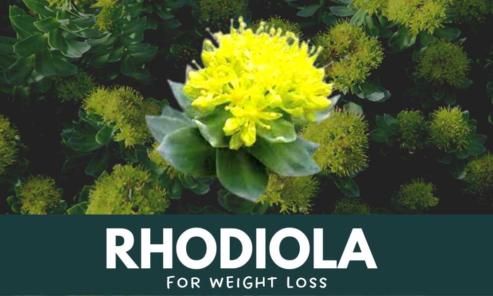 Rhodiola Weight Loss